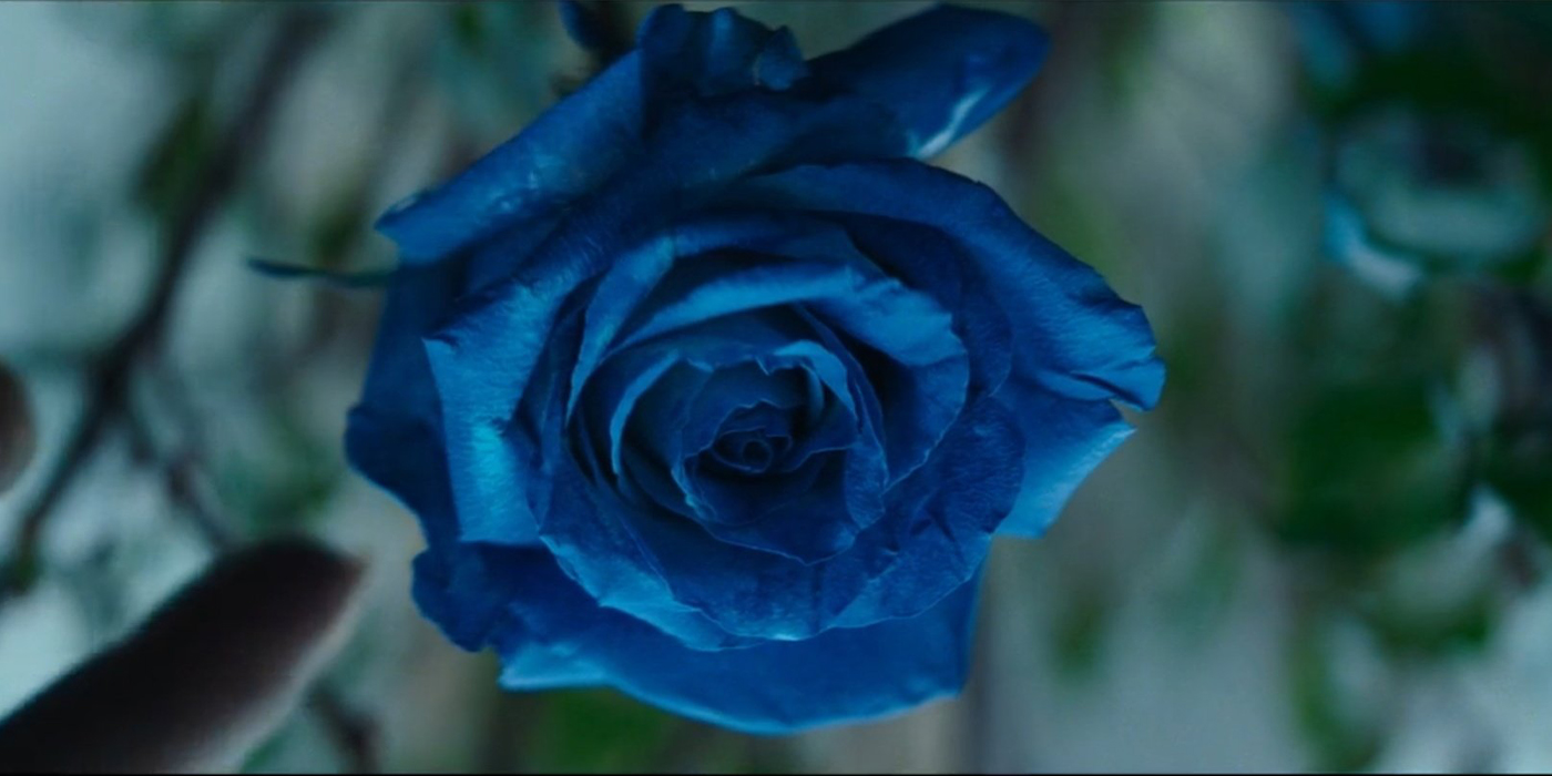 Une rose bleue : le premier plan de l'épisode 8 de Daredevil: Born Again dont la réalisation tranche nettement avec les précédents.