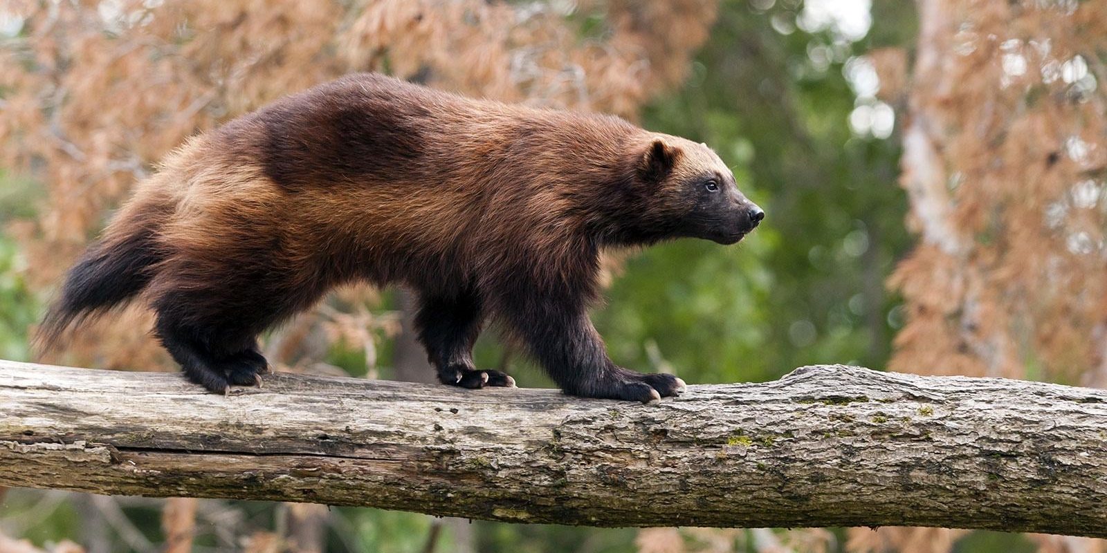 Le Glouton, un animal petit mais féroce.