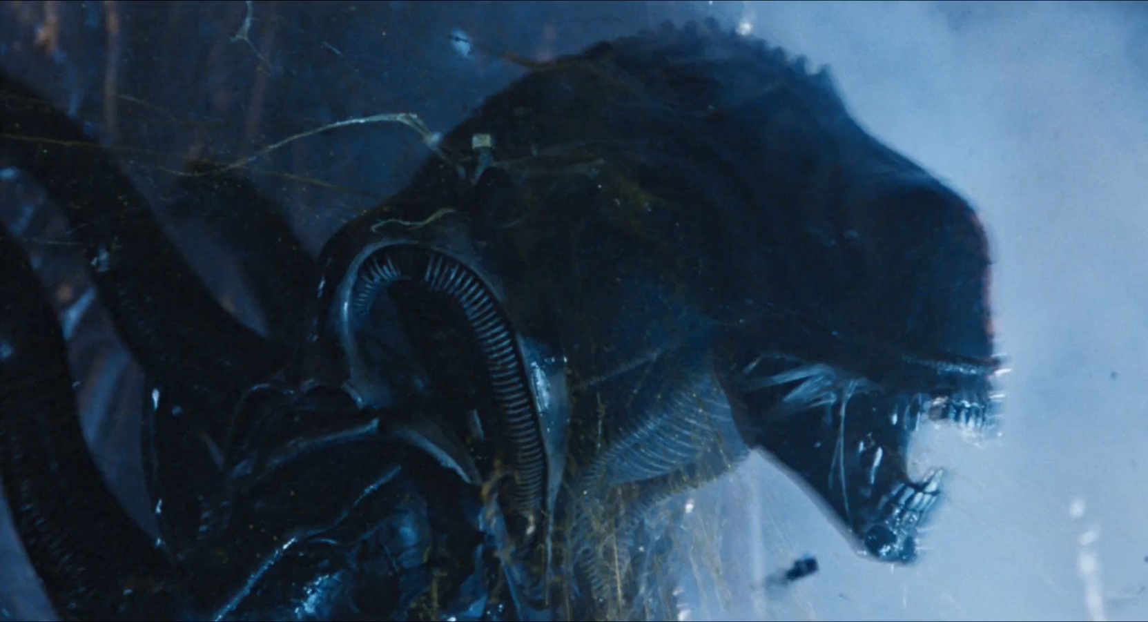 Le terrible Xénormorphe de la saga Alien.