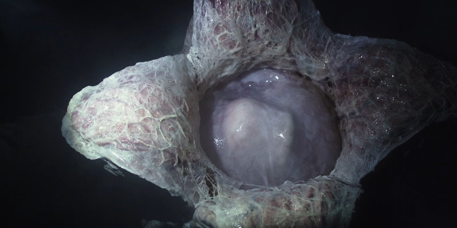 Un œuf de Xenomorph.
