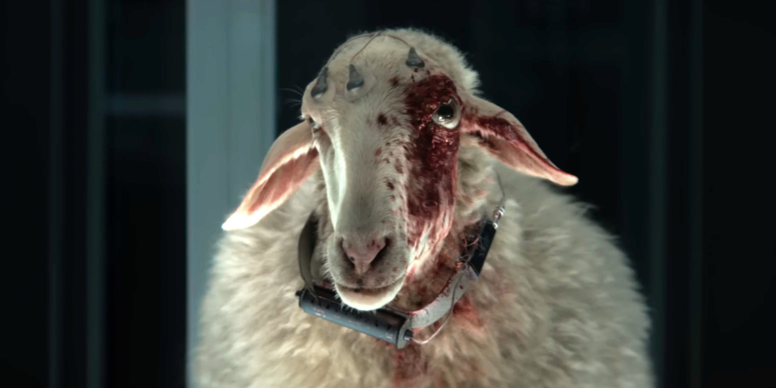 Un mouton atteint du parasite extraterrestre "espèce 64" dans Alien: Earth.