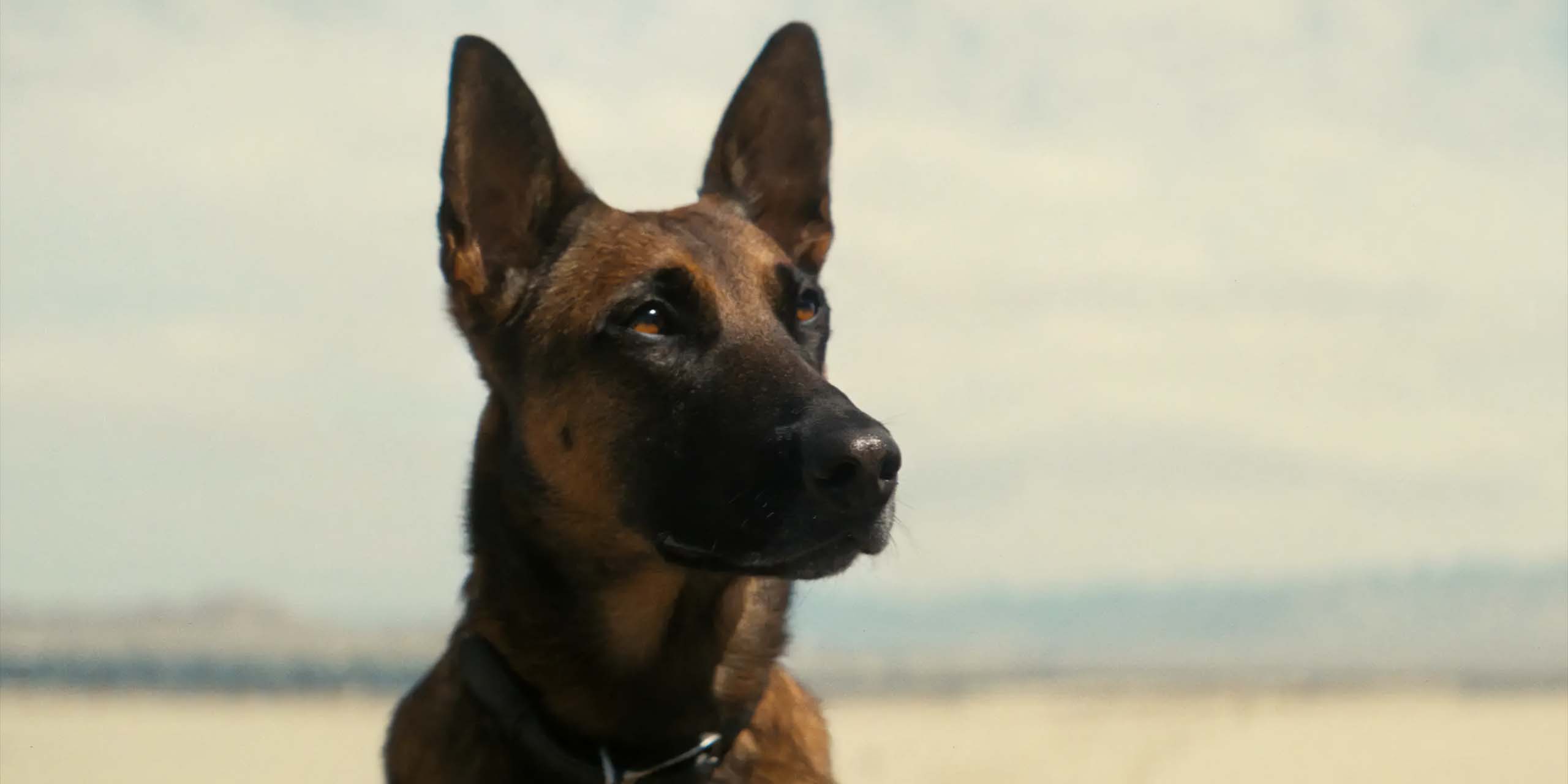 Le chien berger-allemand, ami fidèle de la Goule dans Fallout.