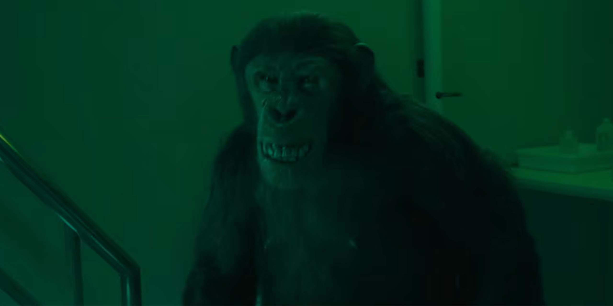 Le chimpanzé nommé Larry, dans The Beauty.