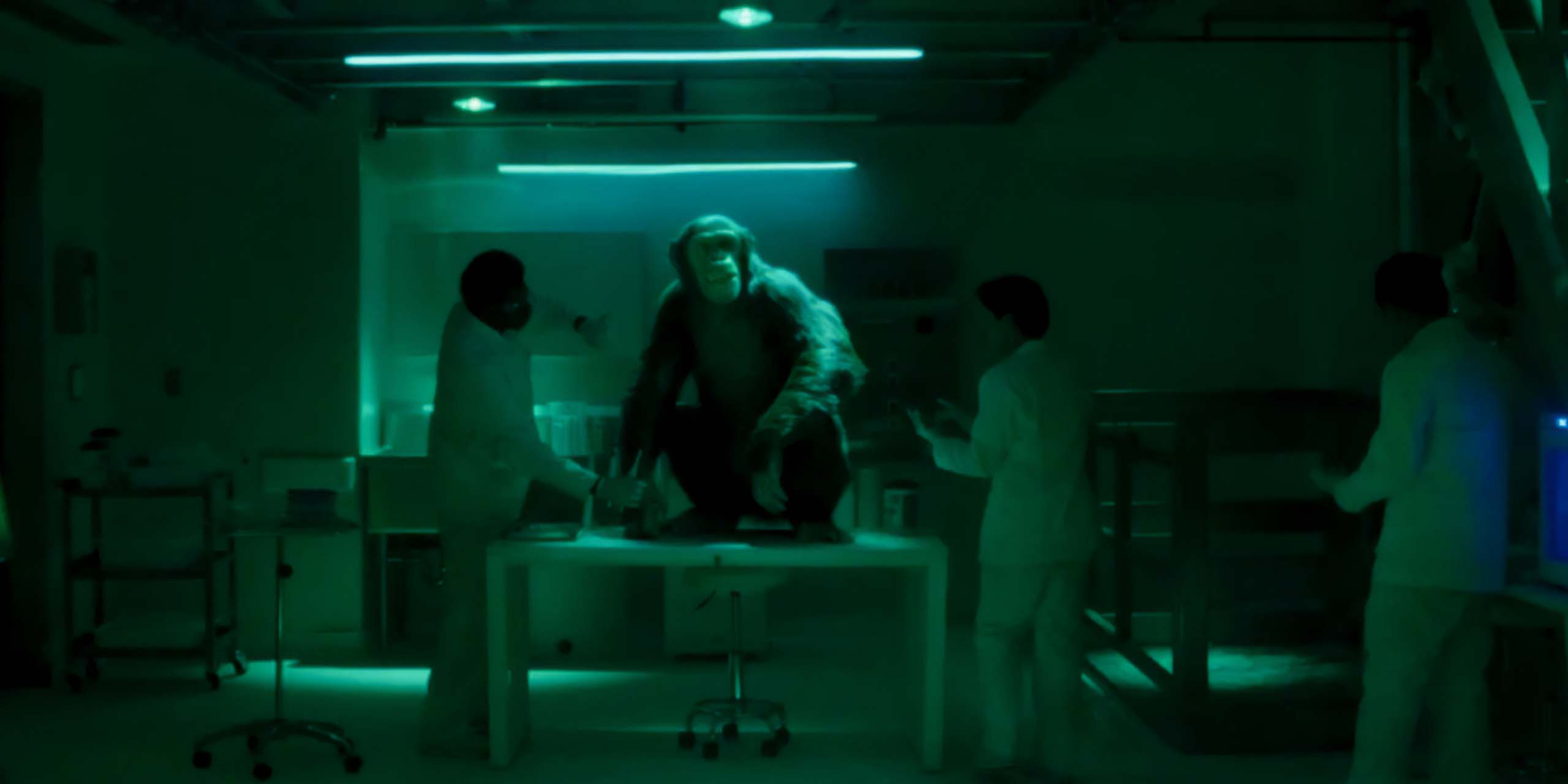 Le chimpanzé Larry dans les laboratoires de The Corporation, à l'origine du virus The Beauty.